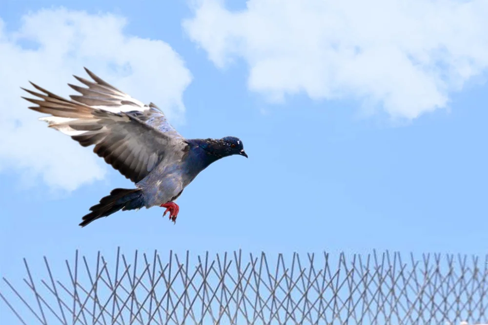 Bird Spikes Hyderabad